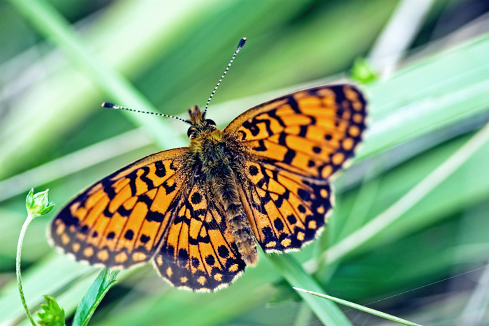 Boloria ( Clossiana ) selene ? S